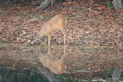 Odocoileus virginianus