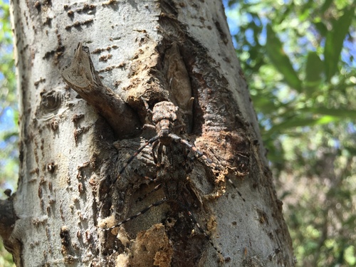 iNaturalist observation photo of Spotted Tree Borer
