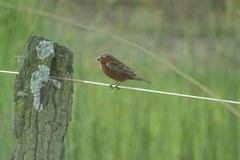 Sporophila cinnamomea