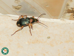 Chlaenius dusaultii