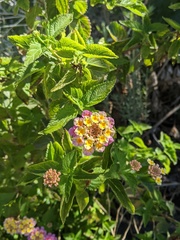 Lantana camara