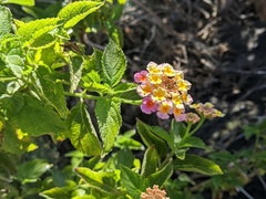 Lantana camara