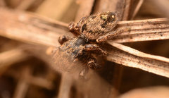 Habronattus coecatus