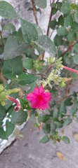 Mirabilis jalapa