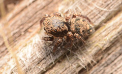 Habronattus coecatus