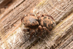 Habronattus coecatus
