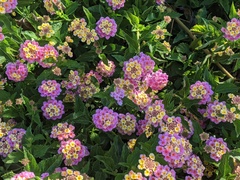 Lantana camara