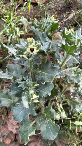 white henbane