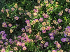 Lantana camara