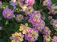 Lantana camara