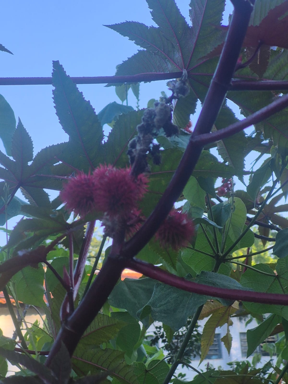 Ricinus communis