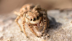 Habronattus texanus