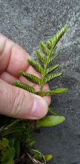 Asplenium lyallii