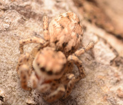 Habronattus texanus