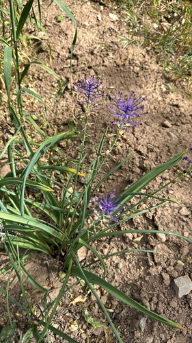 Tassel Hyacinth