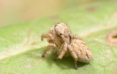 Habronattus texanus