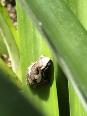 Litoria dentata