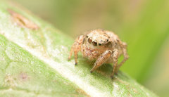 Habronattus texanus