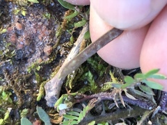 Planodes virginicum
