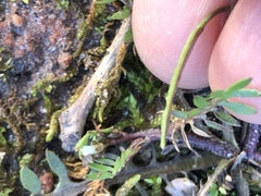 Planodes virginicum