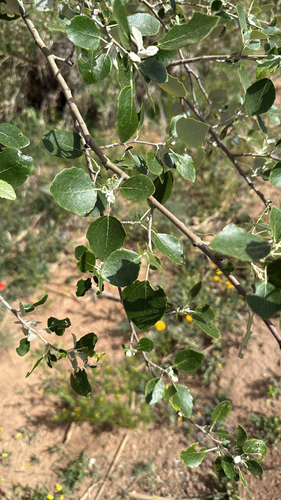 white poplar