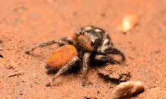 Phidippus princeps