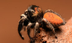 Phidippus princeps