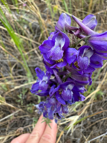 Delphinium hesperium