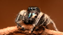 Phidippus princeps