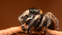 Phidippus princeps