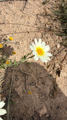 Garland Daisy