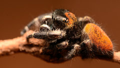 Phidippus princeps