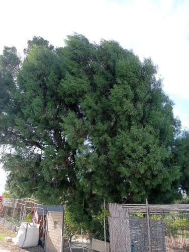 Tetraclinis articulata, photograph 5