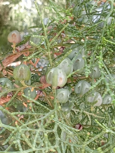 Tetraclinis articulata, photograph 6