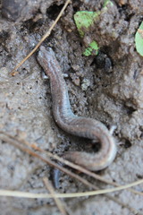 Batrachoseps major major