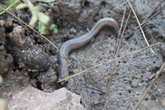 Batrachoseps major major