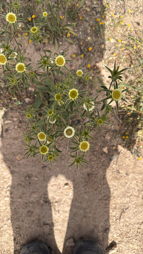 Spiny Starwort