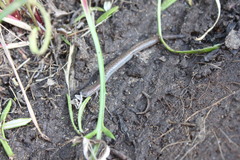 Batrachoseps major major