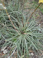 Hechtia mexicana