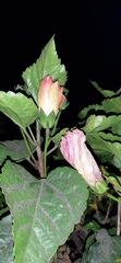 Hibiscus rosa-sinensis