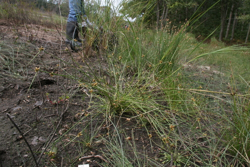 Image of Schoenoplectiella purshiana by (c) Derek, some rights reserved (CC BY)