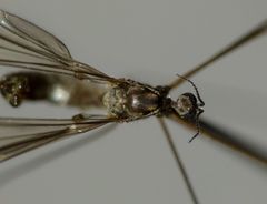 Limonia fasciata
