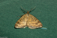 Asaphodes abrogata