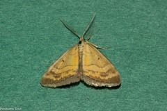 Asaphodes abrogata