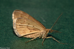 Asaphodes abrogata