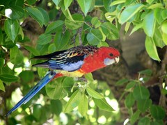 Platycercus elegans × eximius