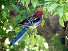 Platycercus elegans × eximius