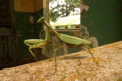 Sphodromantis