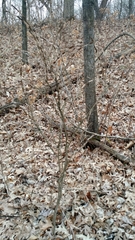 Euonymus alatus