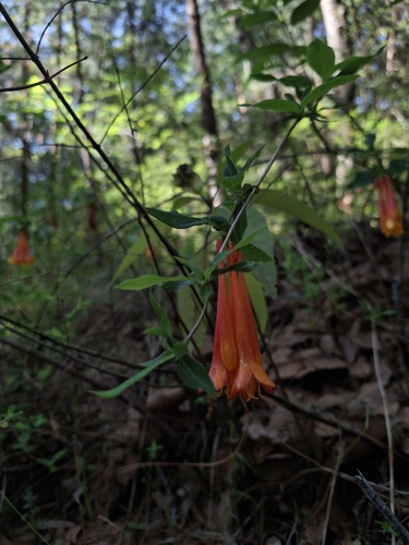 Lonicera pilosa, photograph 6